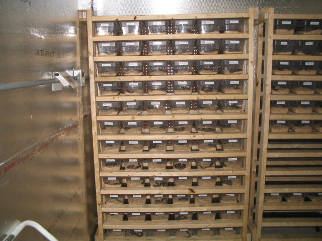 Hatchling Rack