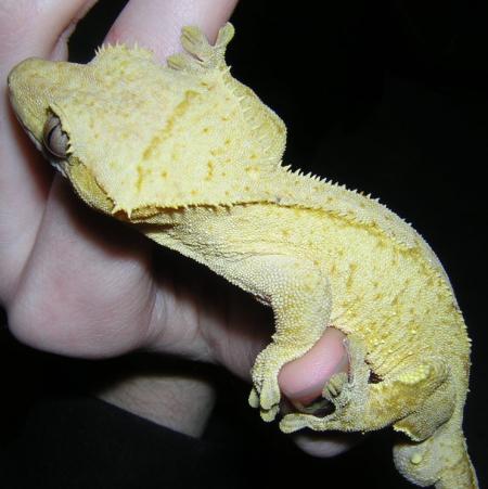 crestie