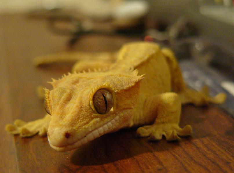 Male Crestie