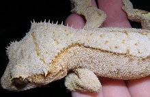 Crestie closeup