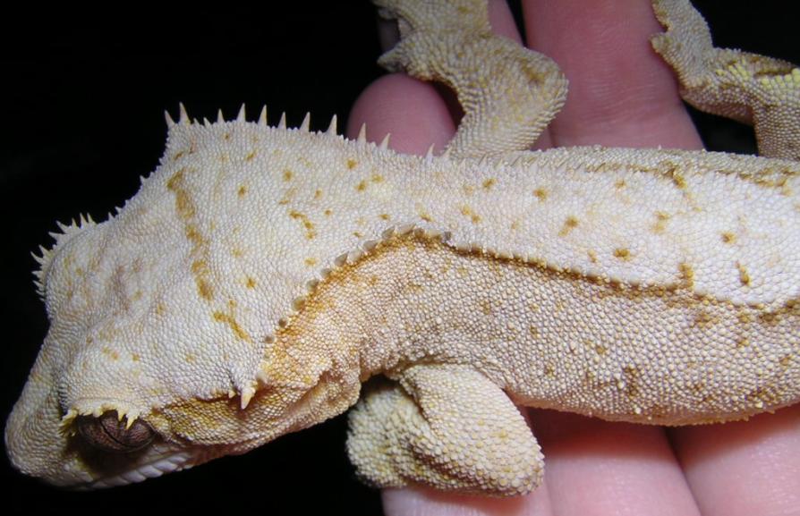 Crestie closeup