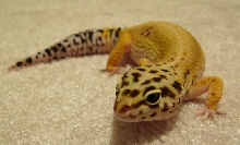 Zoey