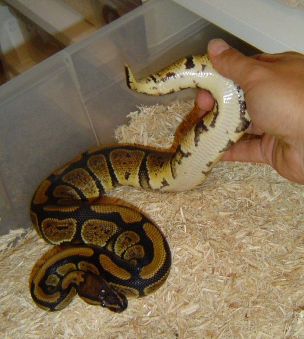 Granite2