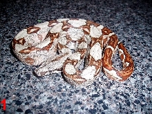 Hypo