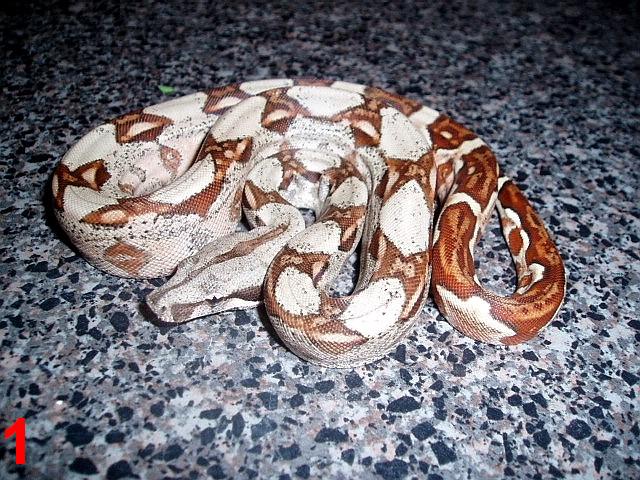 Hypo