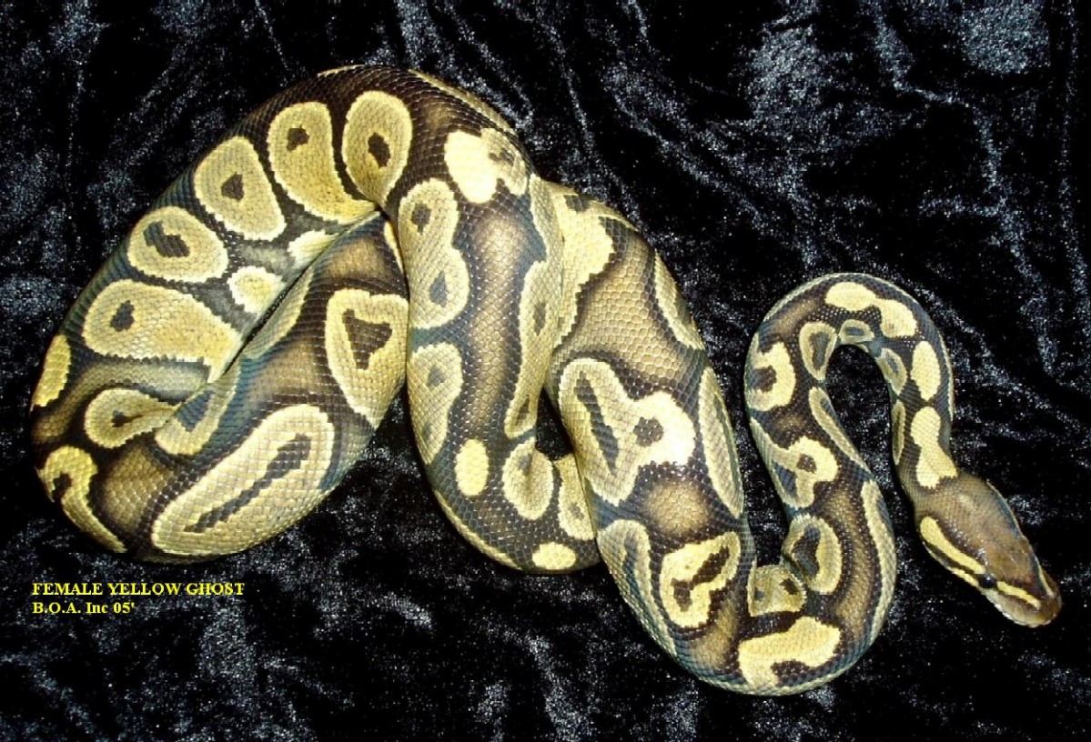 female ghost ball