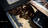 100% het albino pair