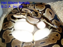 Het albino Female