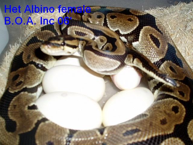 Het albino Female