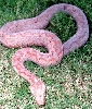 solomon island boa female