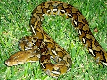 selayar retic