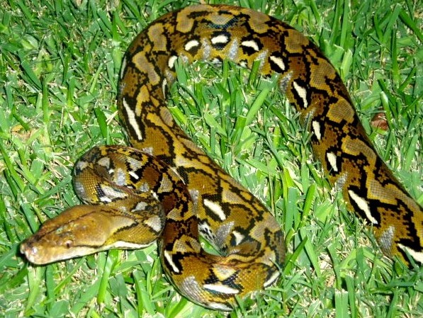 selayar retic