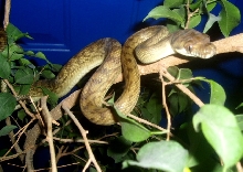 southern scrub python