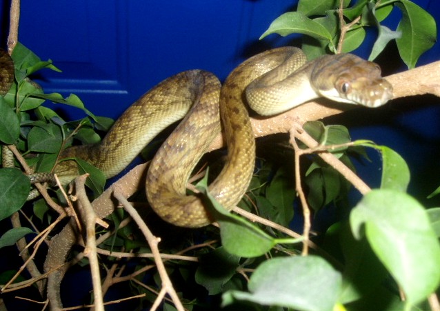 southern scrub python