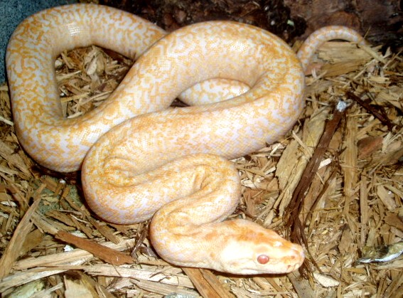 albino granite burm