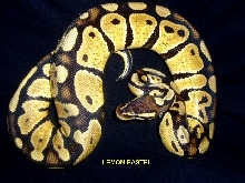 lemon pastel