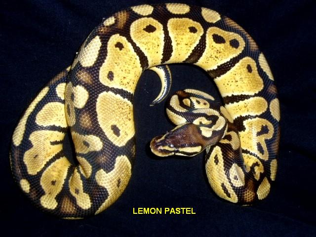 lemon pastel