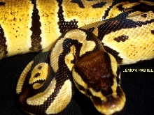 lemon pastel