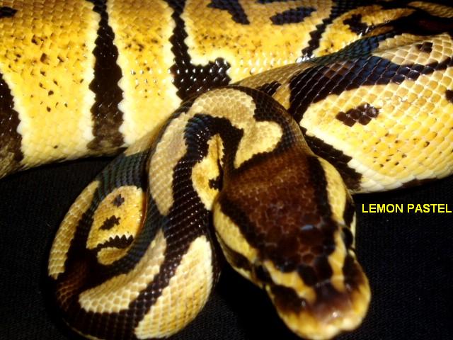 lemon pastel