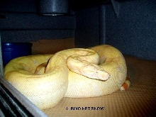 albino het snow boa