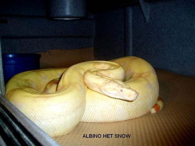 albino het snow boa