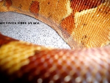 male poss dominant hypo