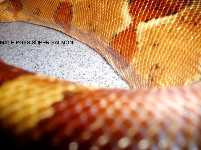 male poss dominant hypo
