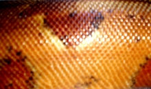 male poss dominant hypo