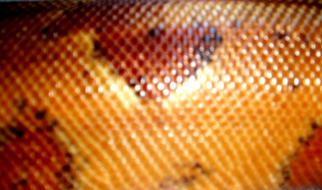 male poss dominant hypo