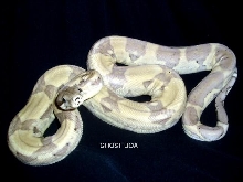 female ghost boa