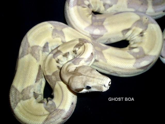female ghost boa