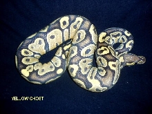 female yellow ghost