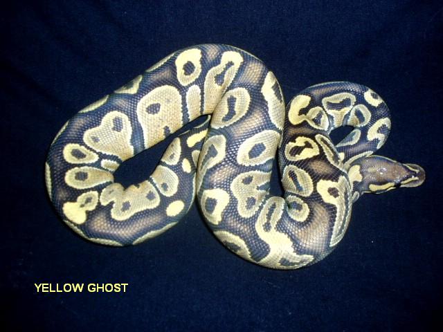 female yellow ghost