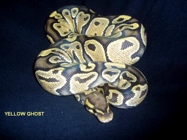 female yellow ghost