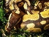 lemon pastel male