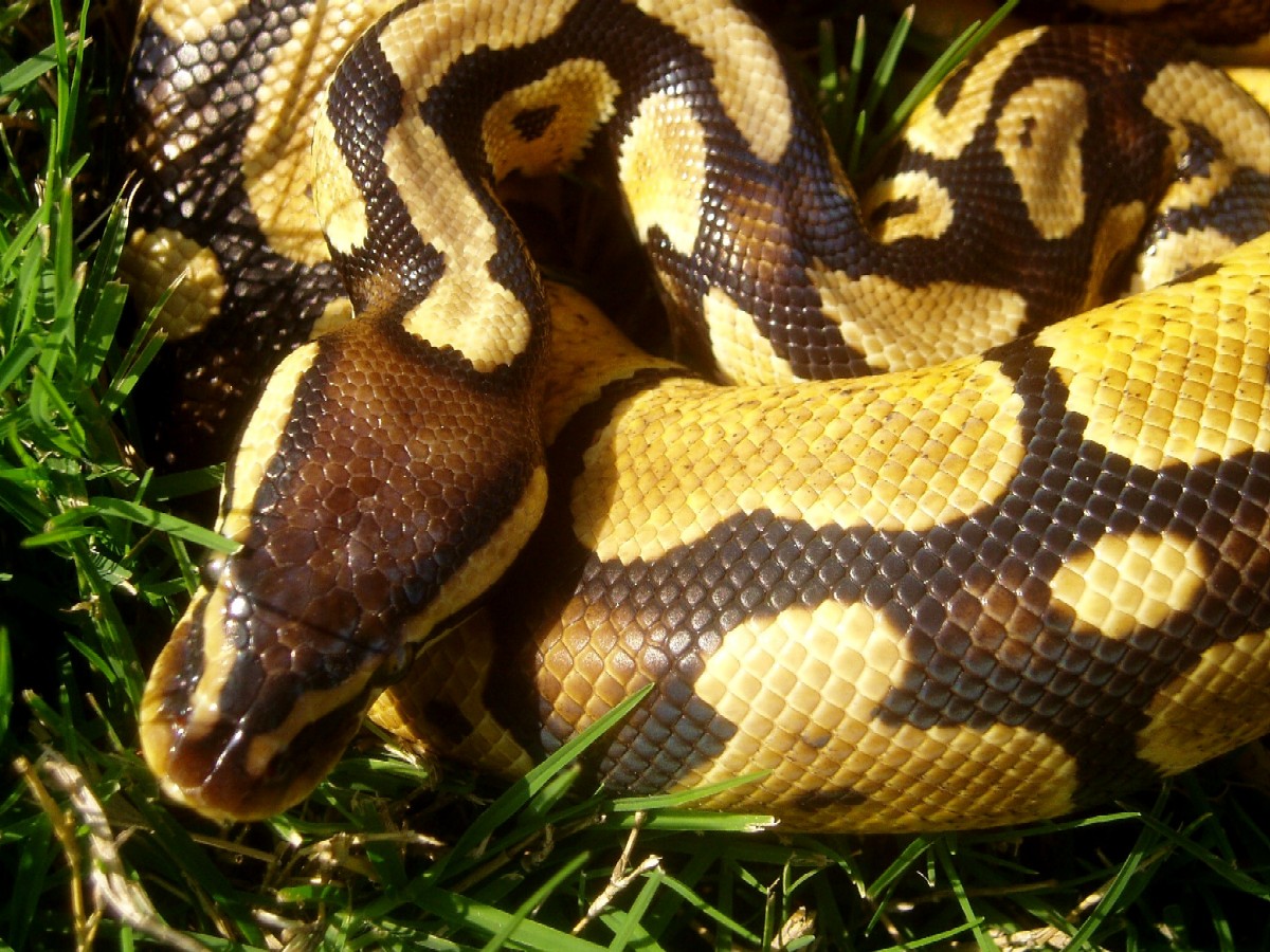 lemon pastel male