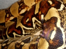 Adult tangerine pastel (B.O.A. inc line)