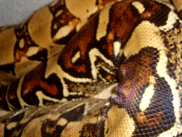 Adult tangerine pastel (B.O.A. inc line)