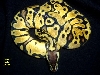 05' Graziani Pastel Female