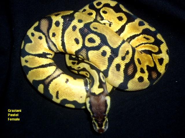 05' Graziani Pastel Female