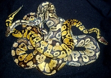 graziani, lemon, ghost