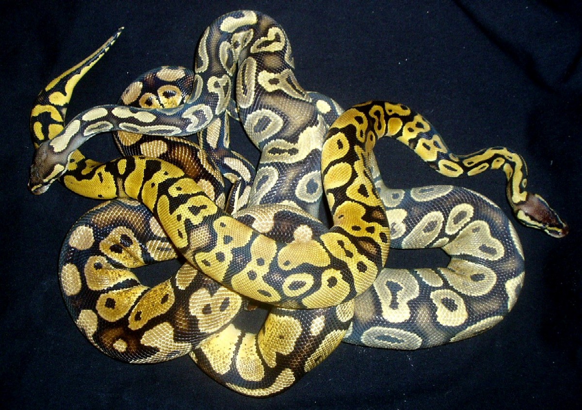 graziani, lemon, ghost
