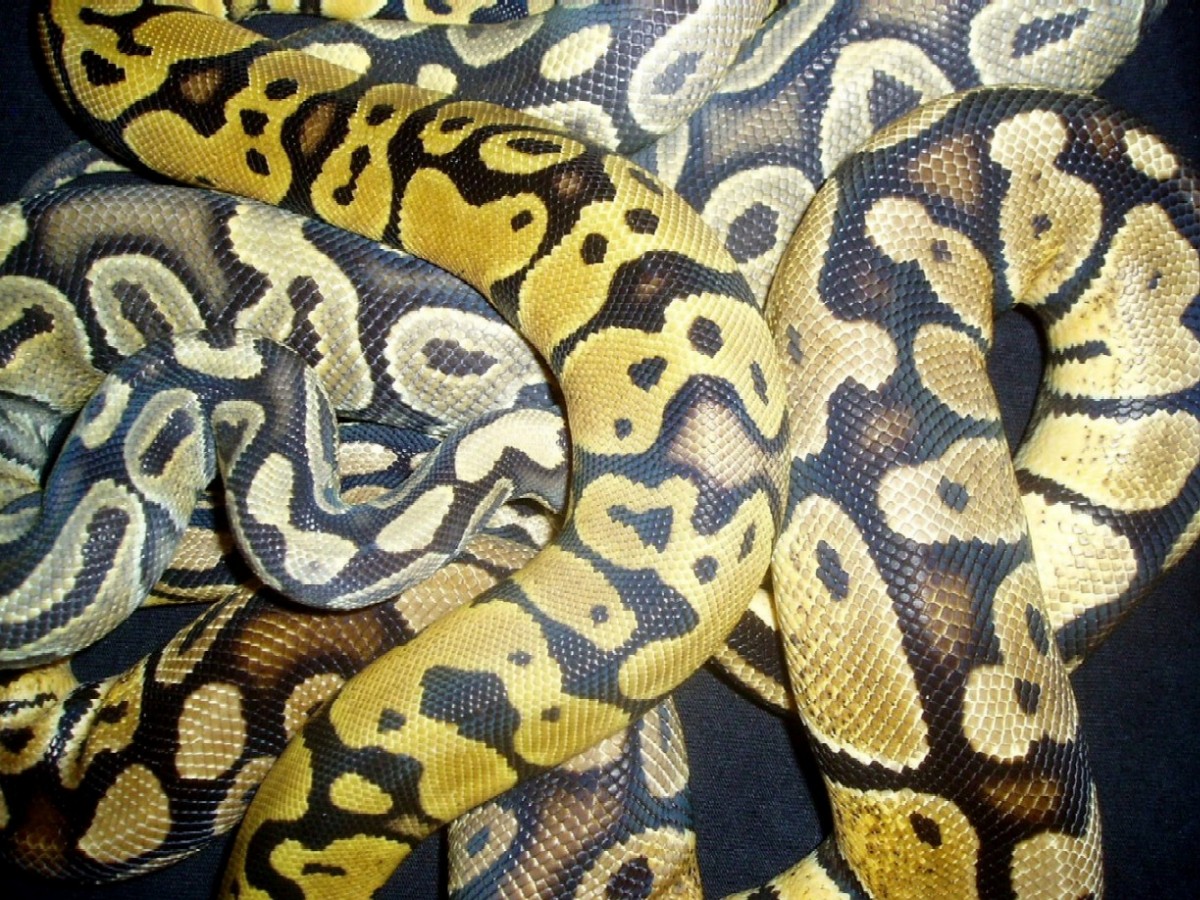 Graziani pastel, lemon pastel, yellow ghost