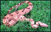 B.O.A. Inc line tangerine pastel