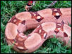 B.O.A. Inc line tangerine pastel