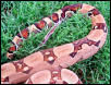 B.O.A. Inc line tangerine pastel