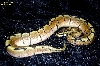 Spider Male