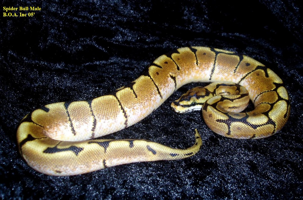 Spider Male