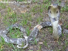Calico Monocled Cobra