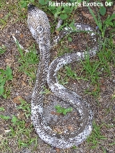 Calico Monocled Cobra